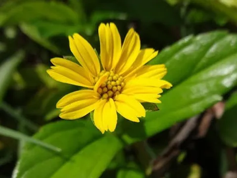 Cây sài đất: Thảo dược quý trị rôm sảy, viêm da vào mùa nắng nóng