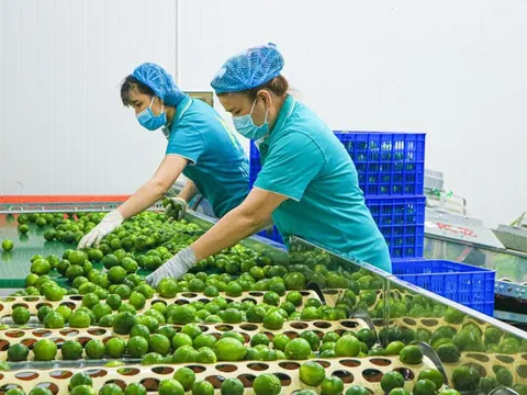 Loại quả của Việt Nam nhiều vô kể nhưng được ví như "vàng xanh" tại New Zealand, giá gần 1 triệu đồng/kg