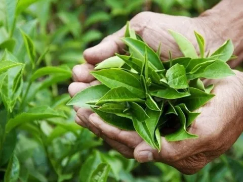 7 thực phẩm giúp cơ thể có mùi thơm tự nhiên, nhất là số thứ 5