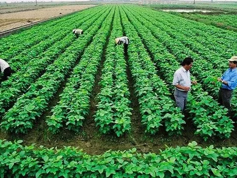 Hoàn thiện chính sách, nâng cao hiệu quả quản lý và sử dụng đất