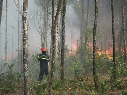 Quảng Trị diễn tập phương án phòng, chống cháy rừng trước mùa nắng nóng