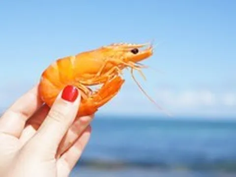 Vẫn thu về 700 triệu USD mỗi năm từ bán tôm dù xuất sang Mỹ giảm mạnh, Minh Phú kiếm tiền từ những thị trường nào?