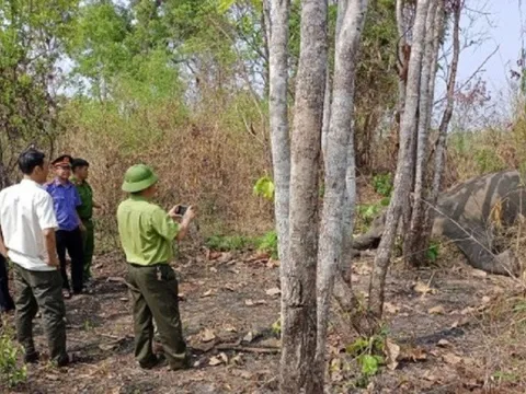 Đắk Lắk: Một cá thể voi chết trong khu du lịch sinh thái