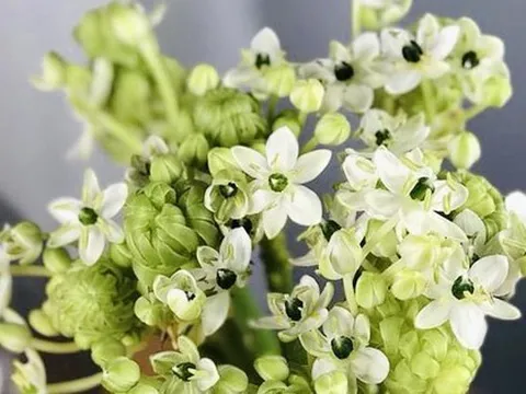 Đang mùa hoa loa kèn nhưng thiên nga mắt ngọc bất ngờ ‘soán ngôi’