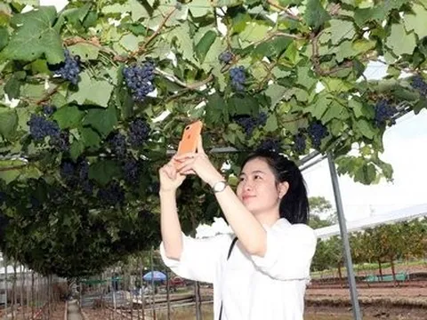 Vườn nho trĩu quả ở vùng đất mặn Cà Mau