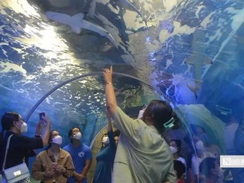 Khám phá thế giới đại dương ở Viện Hải dương học