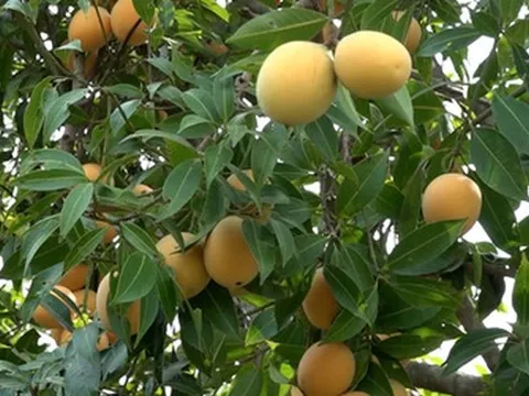 Tắc ruột do ăn quả thanh trà