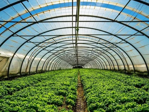 Ứng dụng trí tuệ nhân tạo trong nâng cao năng suất nông nghiệp