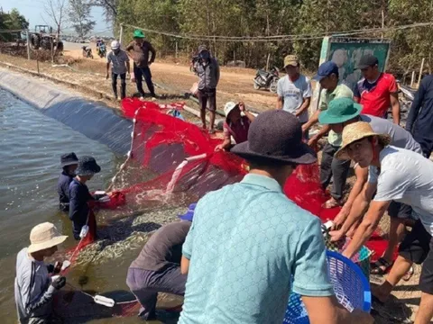 Tạm giam kẻ ném thuốc trừ sâu xuống hồ tôm gây thiệt hại hơn 1,6 tỷ đồng