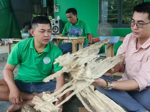 Quảng Nam: Vỡ nợ vì 3 lần khởi nghiệp thất bại, ôm nợ 200 triệu, chàng trai về quê tìm "vàng" trong thân cây rồi đổi đời từ đó