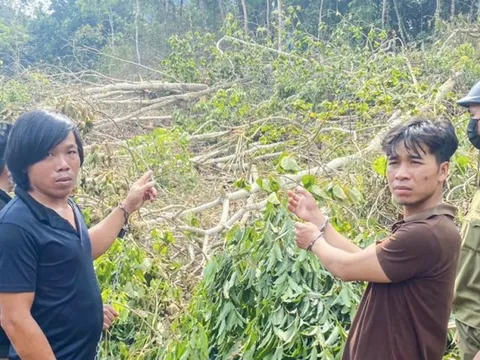 Lâm Đồng: Phá gần 1ha rừng, 6 đối tượng bị bắt giữ