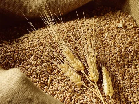 Lúa mì chỉnh gene giúp chịu hạn phát triển tại nhiều quốc gia trên thế giới