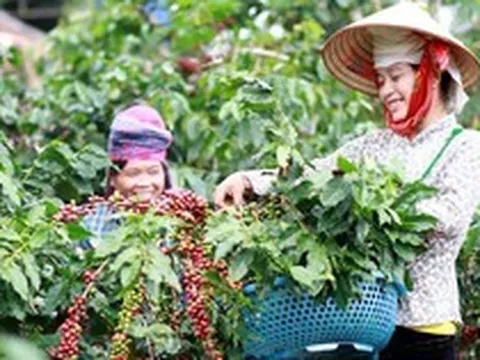 Bán tiêu và cà phê xịn ra khắp thế giới, một doanh nghiệp Việt thu về 250 triệu USD/năm, giúp nông dân Sơn La gửi tiết kiệm 2.500 tỷ đồng giữa mùa Covid