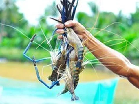 Phó Giám đốc C.P Việt Nam: Tôm Bến Tre có một đặc điểm "chưa nước nào làm được", có thể làm thương hiệu như thịt bò Kobe Nhật Bản