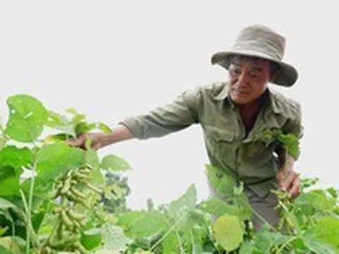 Sau sự cố lô sữa Fami Canxi nghi nhiễm vi khuẩn Coliforms, Vinasoy có động thái mới tại vùng đậu nành lớn nhất tỉnh Đắk Nông