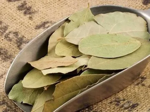 Một loại lá cây dân dã của Việt Nam đắt hàng tại nước ngoài, xuất khẩu tăng đột biến hơn 5.000% và công dụng đặc biệt ít người biết