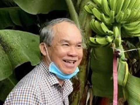 Giá chuối cao nhất năm "đỡ" cho giá heo, Hoàng Anh Gia Lai vẫn lãi trăm tỷ trong tháng 3, mỗi ngày thu 10 tỷ từ bán chuối