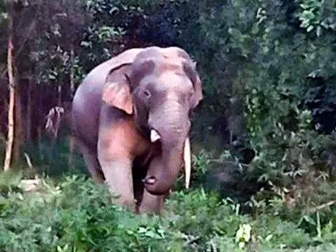 Tổ chức thăm hỏi nạn nhân bị voi rừng tấn công tại tỉnh Đồng Nai