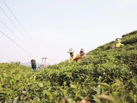 Là quốc gia sản xuất số 1 thế giới, Trung Quốc lại đang chi hàng chục triệu USD để nhập khẩu mặt hàng này từ Việt Nam, xuất khẩu tăng 4 lần chỉ trong 2 tháng đầu năm