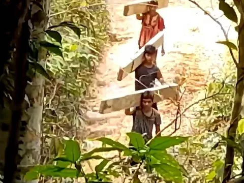 Vụ chặt phá 24 cây rừng ở Thừa Thiên-Huế: Triệu tập 8 đối tượng