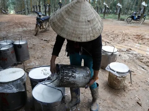 Một loại cây giúp Việt Nam kiếm nửa tỷ USD trong ba tháng đầu năm 2023