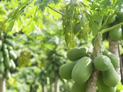 7 lợi ích tuyệt vời của lá đu đủ mà ít người biết tới