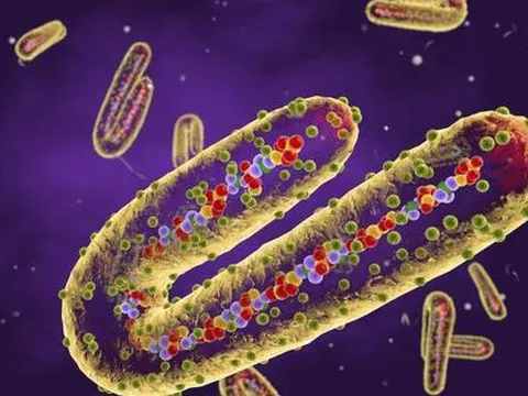 WHO nói gì về ổ dịch Marburg lớn nhất thế giới và rủi ro toàn cầu?