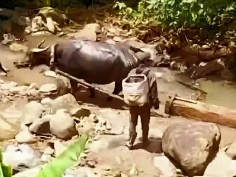 Vụ phá rừng ở TT-Huế: Một người khai xẻ gỗ về làm nhà, 3 người đi hỗ trợ