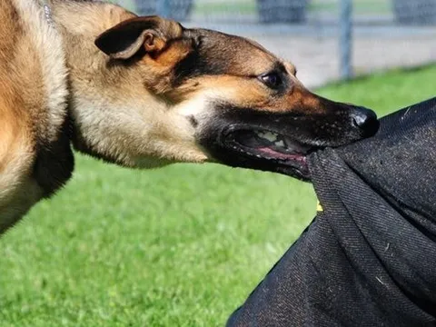 Bị chó nhà cắn, người phụ nữ ở Gia Lai tử vong sau 6 tháng