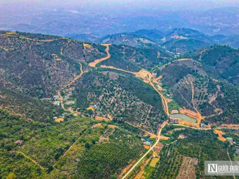 Lâm Đồng: Nguyên Phó Ban quản lý rừng phòng hộ Đam B’ri bị khởi tố