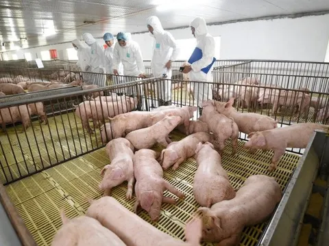 3 hiệp hội đồng loạt kiến nghị về quỹ đất trong chăn nuôi