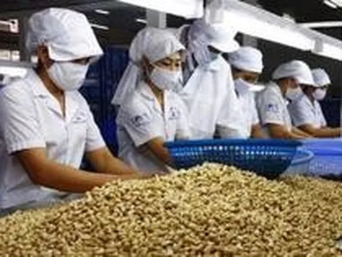 Doanh nghiệp điều Việt Nam 'kêu cứu'