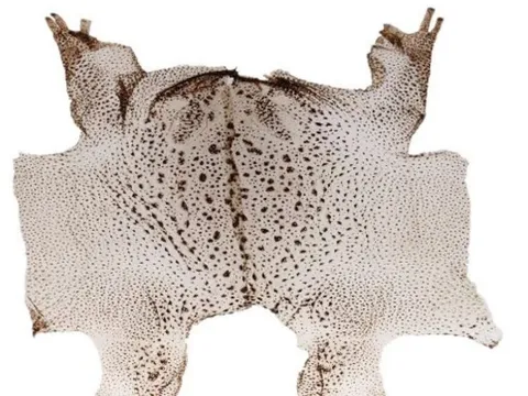 Loài kịch độc ở Việt Nam chứa thứ đáng giá hàng chục triệu/kg