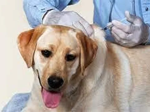 Tăng cường các biện pháp cấp bách phòng, chống bệnh Dại