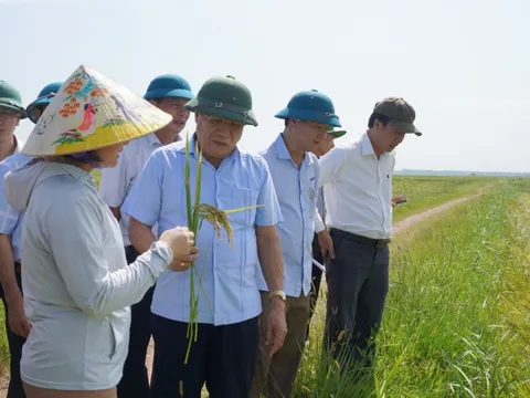 Quảng Trị khắc phục diện tích lúa gãy đổ do dông lốc, mưa đá