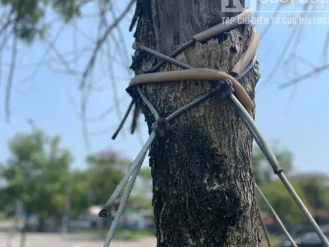 Hàng loạt cây xanh "nghẹt thở" do bị dây siết chặt ở công viên Tố Hữu