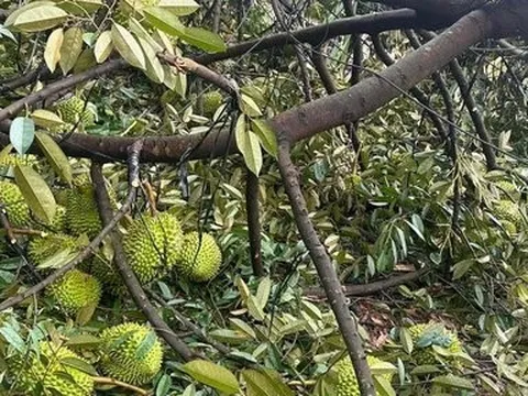 Đồng Nai: Lốc xoáy liên tiếp gây thiệt hại cho vườn cây ăn trái