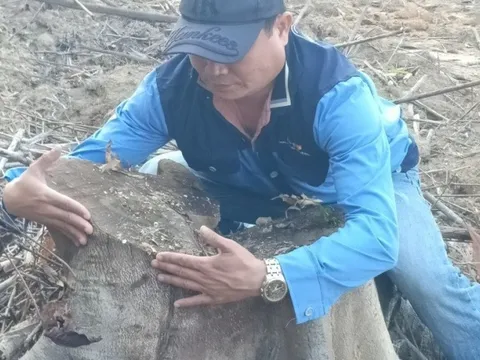 Hà Tĩnh: Liên tiếp xảy ra phá rừng tại huyện Vũ Quang