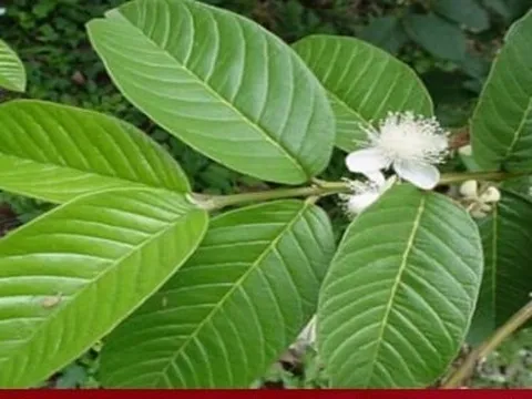 Tác dụng của lá ổi tươi đối với sức khỏe