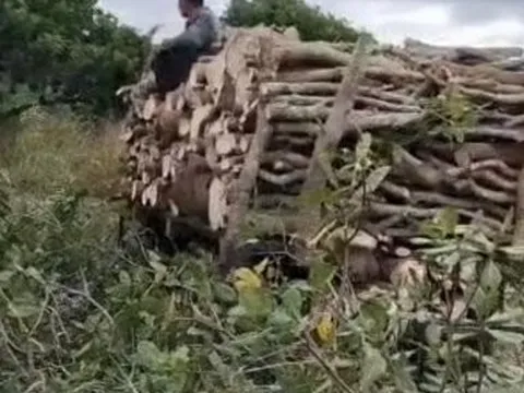 Điệp khúc mất mùa rớt giá - người dân chặt bỏ vườn điều