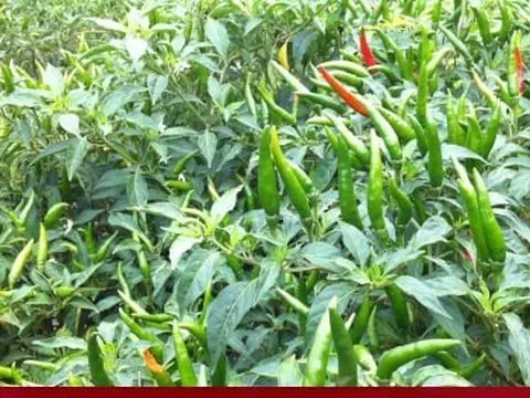 Tác dụng của lá ớt với sức khỏe