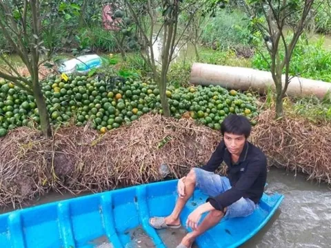 Bắt đối tượng đột nhập vào vườn cây ăn trái trộm trên 650kg cam sành