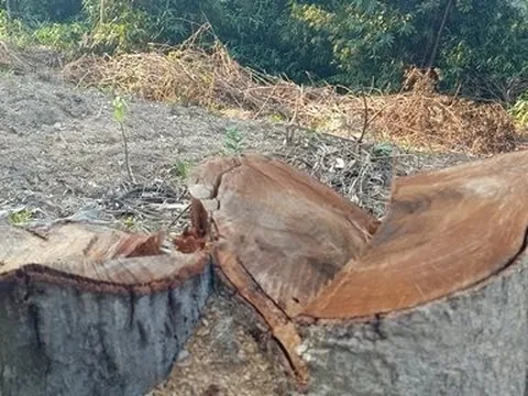 Phá rừng tại huyện Vũ Quang: Đang điều tra làm rõ đối tượng