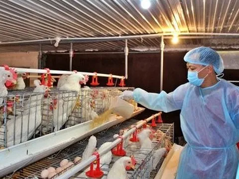 Thủ tướng chỉ đạo xử lý các trường hợp vận chuyển gia cầm trái phép