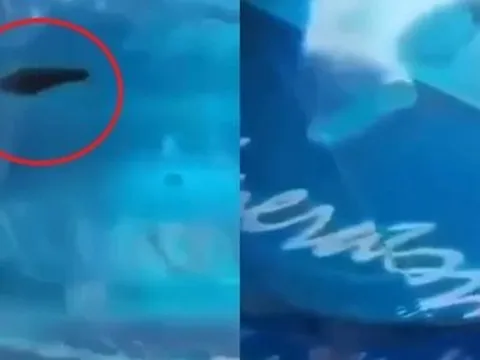 Vụ phát hiện đỉa trong bình nước 20 lít nguyên tem: Hé lộ mức xử phạt