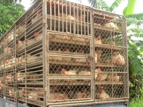 Ngăn chặn, xử lý nghiêm các trường hợp vận chuyển trái phép gia cầm vào Việt Nam