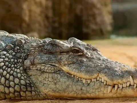 Doanh nhân Thái gây tranh cãi vì uống huyết cá sấu 2 lần/ngày để khỏe mạnh