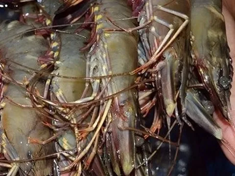 Cà Mau: Tìm giải pháp tháo gỡ khó khăn ngành sản xuất, xuất khẩu tôm