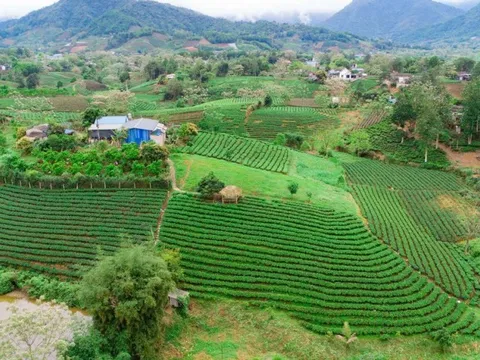 Đem “văn hoá trà” trở thành biểu tượng du lịch Thái Nguyên