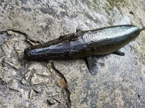 6 người đàn ông ngộ độc sau khi ăn trứng cá sấu hỏa tiễn nấu mẻ